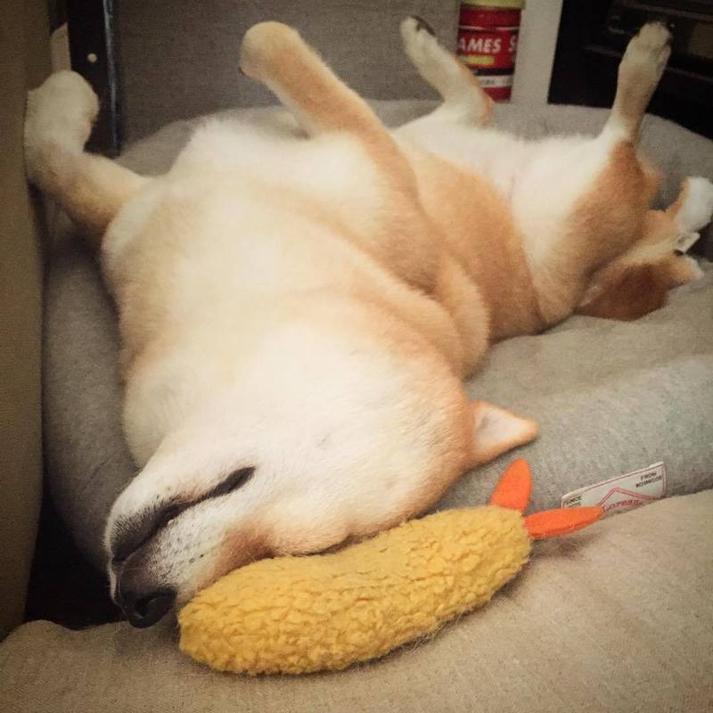 mylittlepethelpers - Shrimpy Fun